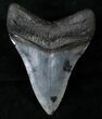 Lower Megalodon Tooth - Venice, Florida #14688-2
